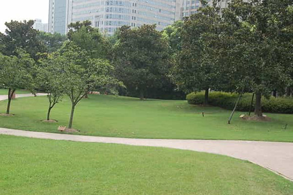 綠化養(yǎng)護(hù)如何成功移植植物？